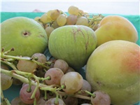 17762894-voće (4).JPG